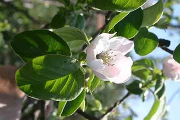 Ayva Çiçeği Tarifi ve Malzemeleri