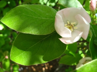Ayva Yaprağı Çayı Tarifi ve Faydaları Nelerdir?